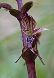 Acianthus pusillus Small Mosquito Orchid(a)